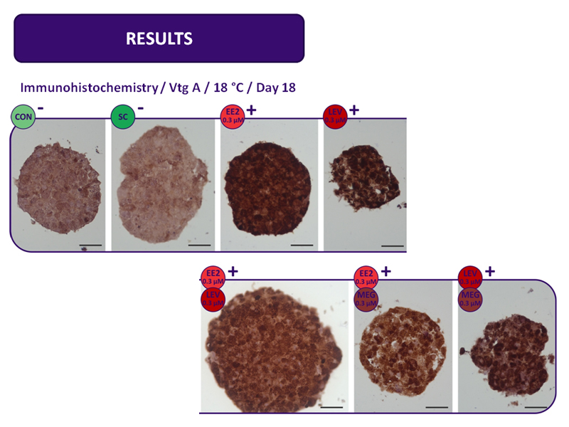 Immunohistochemistry